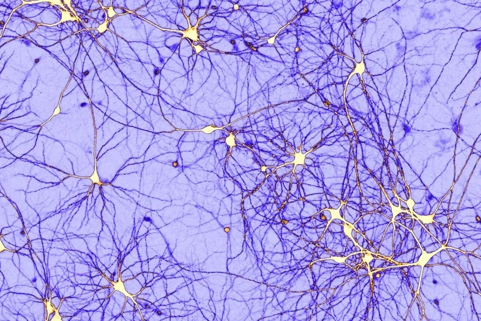 Synapses under microscope